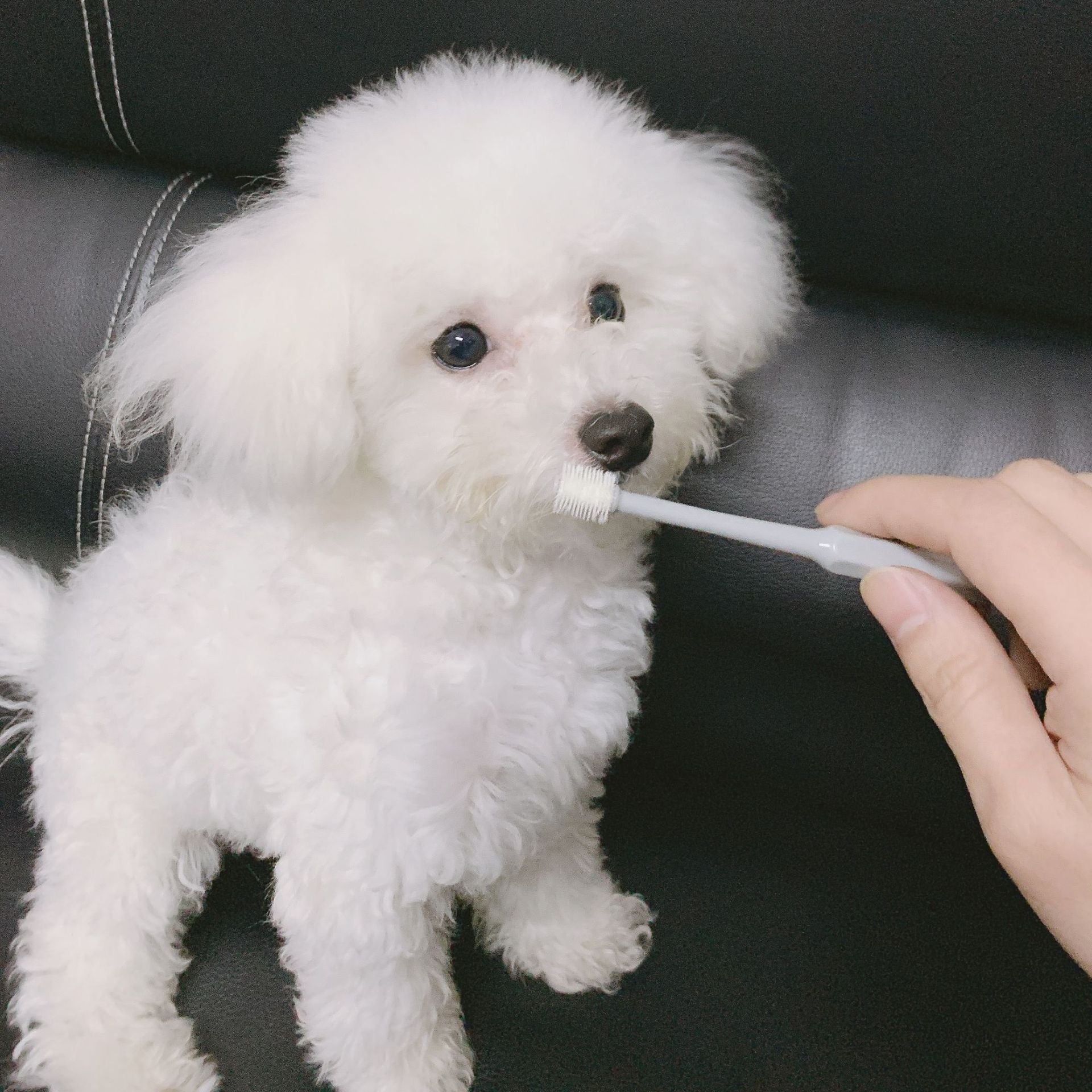 Pet Dog Cat Toothbrush
